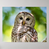 Barred Owl Poster (Vorne)