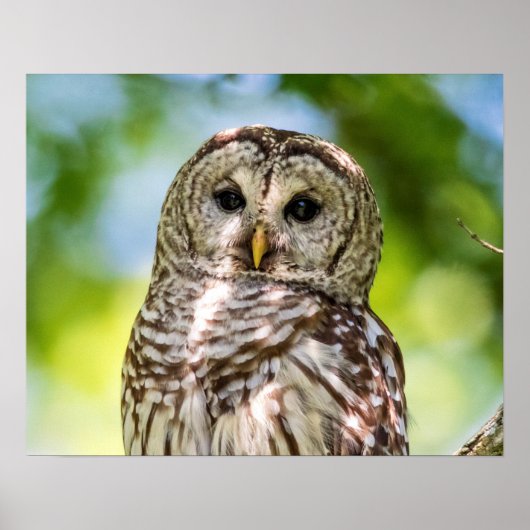 Barred Owl Poster (Vorne)