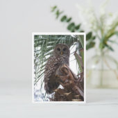 Barred Owl Postkarte (Stehend Vorderseite)