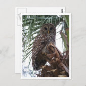 Barred Owl Postkarte (Vorne/Hinten)