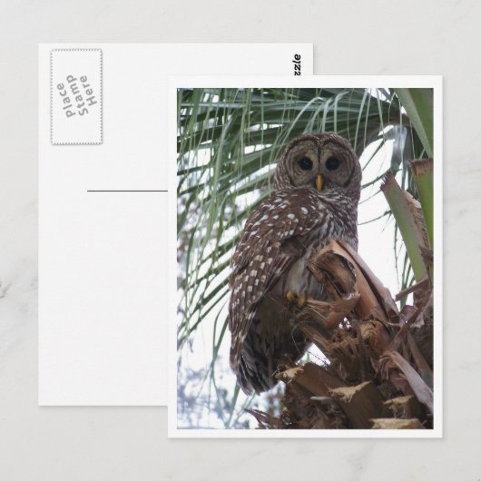 Barred Owl Postkarte (Vorne/Hinten)