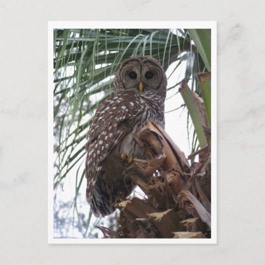 Barred Owl Postkarte (Vorderseite)
