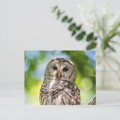 Barred Owl Postkarte (Stehend Vorderseite)