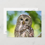 Barred Owl Postkarte (Vorne/Hinten)