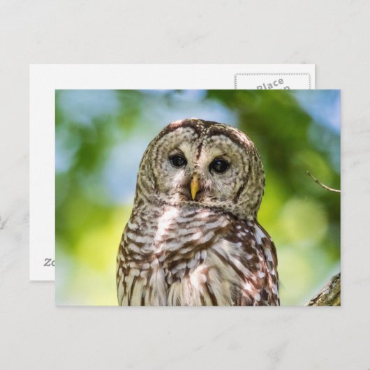 Barred Owl Postkarte (Vorne/Hinten)