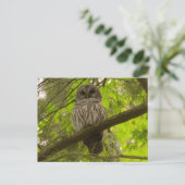 Barred Owl Postkarte (Stehend Vorderseite)
