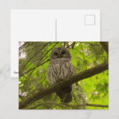 Barred Owl Postkarte (Vorne/Hinten)