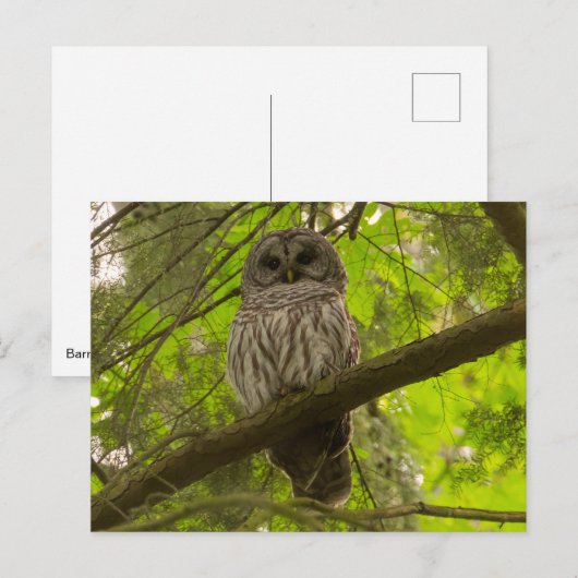 Barred Owl Postkarte (Vorne/Hinten)