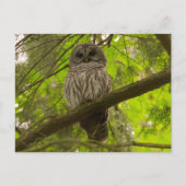 Barred Owl Postkarte (Vorderseite)