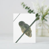 Barred Owl Postkarte (Stehend Vorderseite)
