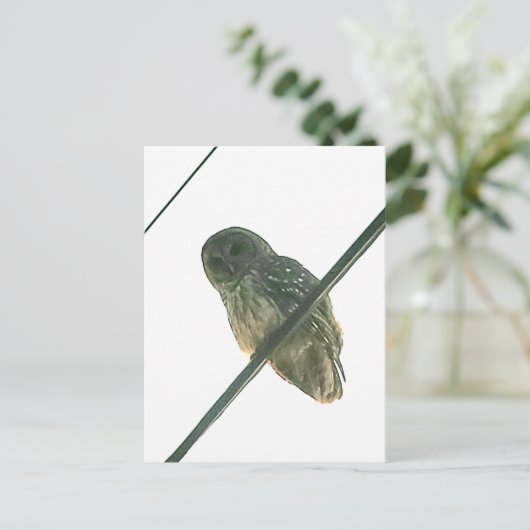 Barred Owl Postkarte (Stehend Vorderseite)