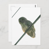 Barred Owl Postkarte (Vorne/Hinten)
