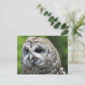 Barred Owl Postkarte (Stehend Vorderseite)