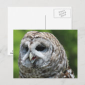 Barred Owl Postkarte (Vorne/Hinten)