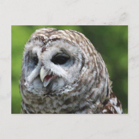 Barred Owl Postkarte (Vorderseite)