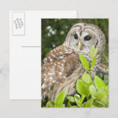 Barred Owl Postkarte (Vorne/Hinten)
