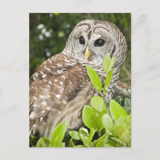 Barred Owl Postkarte (Vorderseite)