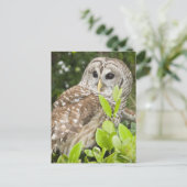 Barred Owl Postkarte (Stehend Vorderseite)