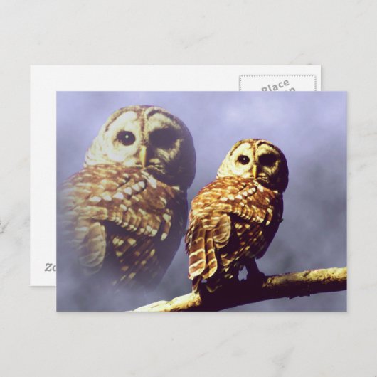 Barred Owl Postkarten (Vorne/Hinten)