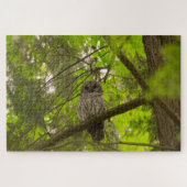 Barred Owl Puzzle (Horizontal)