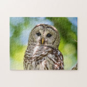 Barred Owl Puzzle (Horizontal)