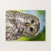 Barred Owl Puzzle (Horizontal)