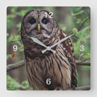 Barred Owl Quadratische Wanduhr