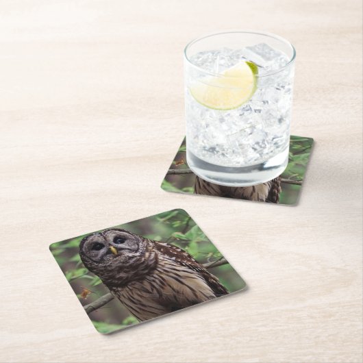 Barred Owl Rechteckiger Pappuntersetzer (Vor Ort)