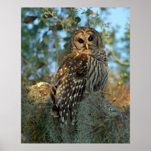 Barred Owl roosting in some Spanish Moss Poster (Vorne)