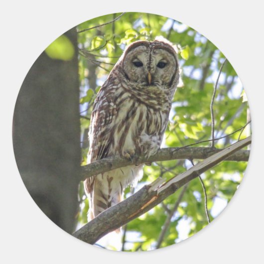 Barred Owl Runder Aufkleber (Vorderseite)