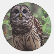 Barred Owl