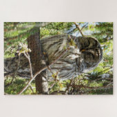Barred Owl schläft in Evergreen Tree Jigsaw Puzzle (Horizontal)