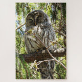 Barred Owl schläft in Evergreen Tree Jigsaw Puzzle (Vertikal)