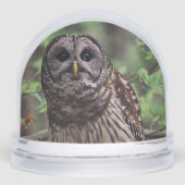 Barred Owl Schneekugeln (Vorderseite)