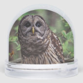 Barred Owl Schneekugeln (Rückseite)
