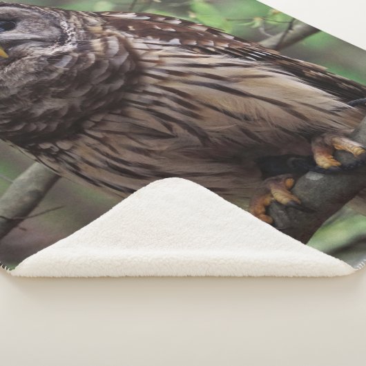 Barred Owl Sherpadecke (3/4)