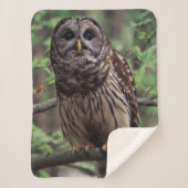Barred Owl Sherpadecke (Vorderseite)
