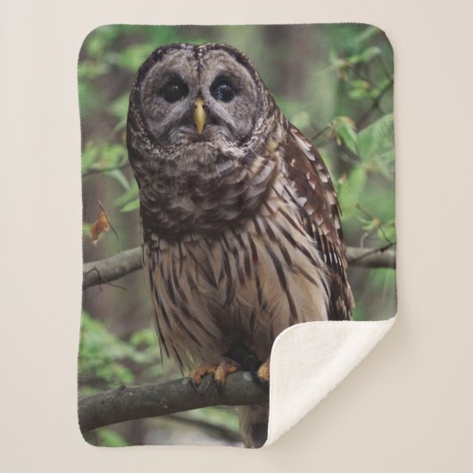 Barred Owl Sherpadecke (Vorderseite)