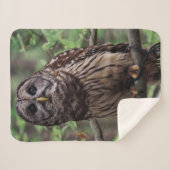 Barred Owl Sherpadecke (Vorderseite (Horizontal))