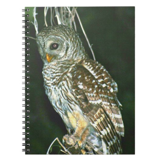 Barred Owl Spiral Foto Notebook Notizblock (Vorderseite)
