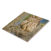 Barred Owl (Strix varia) in Zypressenbaum Fliese (Seite)