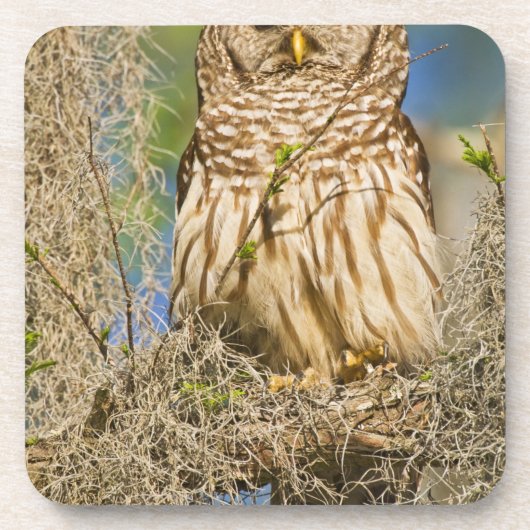 Barred Owl (Strix varia) in Zypressenbaum Getränkeuntersetzer (Vorderseite)