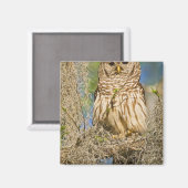 Barred Owl (Strix varia) in Zypressenbaum Magnet (Vorderseite/Rückseite)