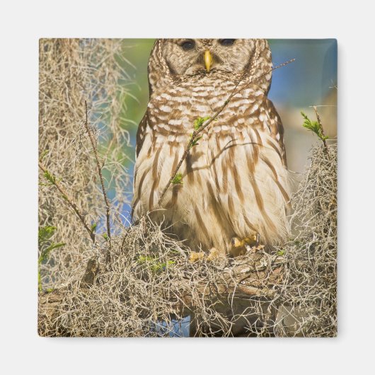 Barred Owl (Strix varia) in Zypressenbaum Magnet (Vorne)