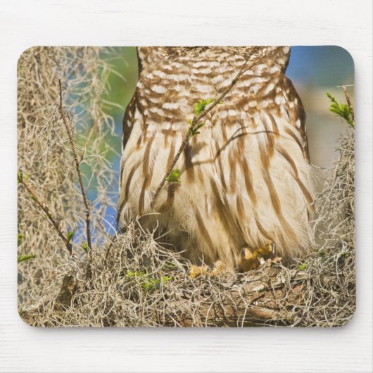 Barred Owl (Strix varia) in Zypressenbaum Mousepad (Vorne)