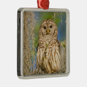 Barred Owl (Strix varia) in Zypressenbaum Ornament Aus Metall (Rechts)