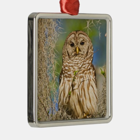 Barred Owl (Strix varia) in Zypressenbaum Ornament Aus Metall (Rechts)