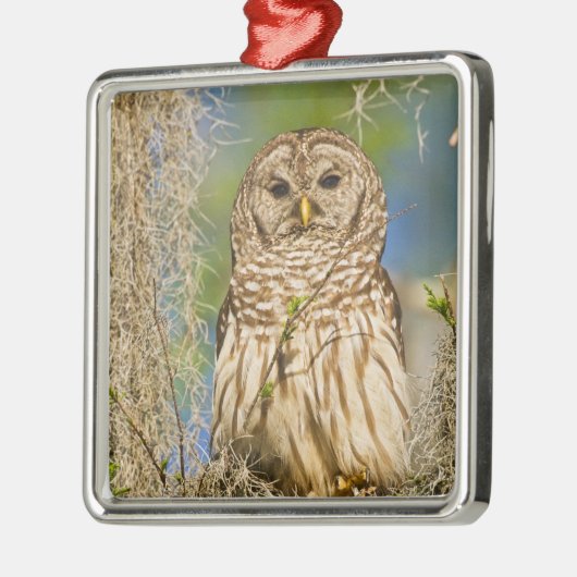 Barred Owl (Strix varia) in Zypressenbaum Ornament Aus Metall (Links)