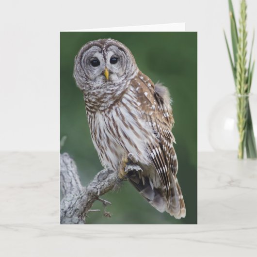 Barred Owl (Strix varia) Karte (Vorderseite)