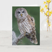 Barred Owl (Strix varia) Karte (Gelbe Blume)